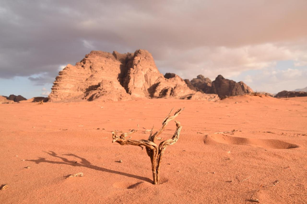 Art Camp Wadi Rum Buitenkant foto