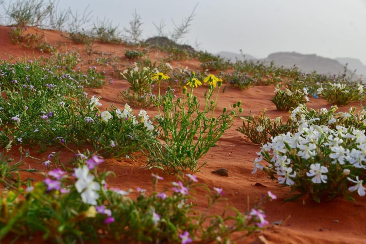 Art Camp Wadi Rum Buitenkant foto