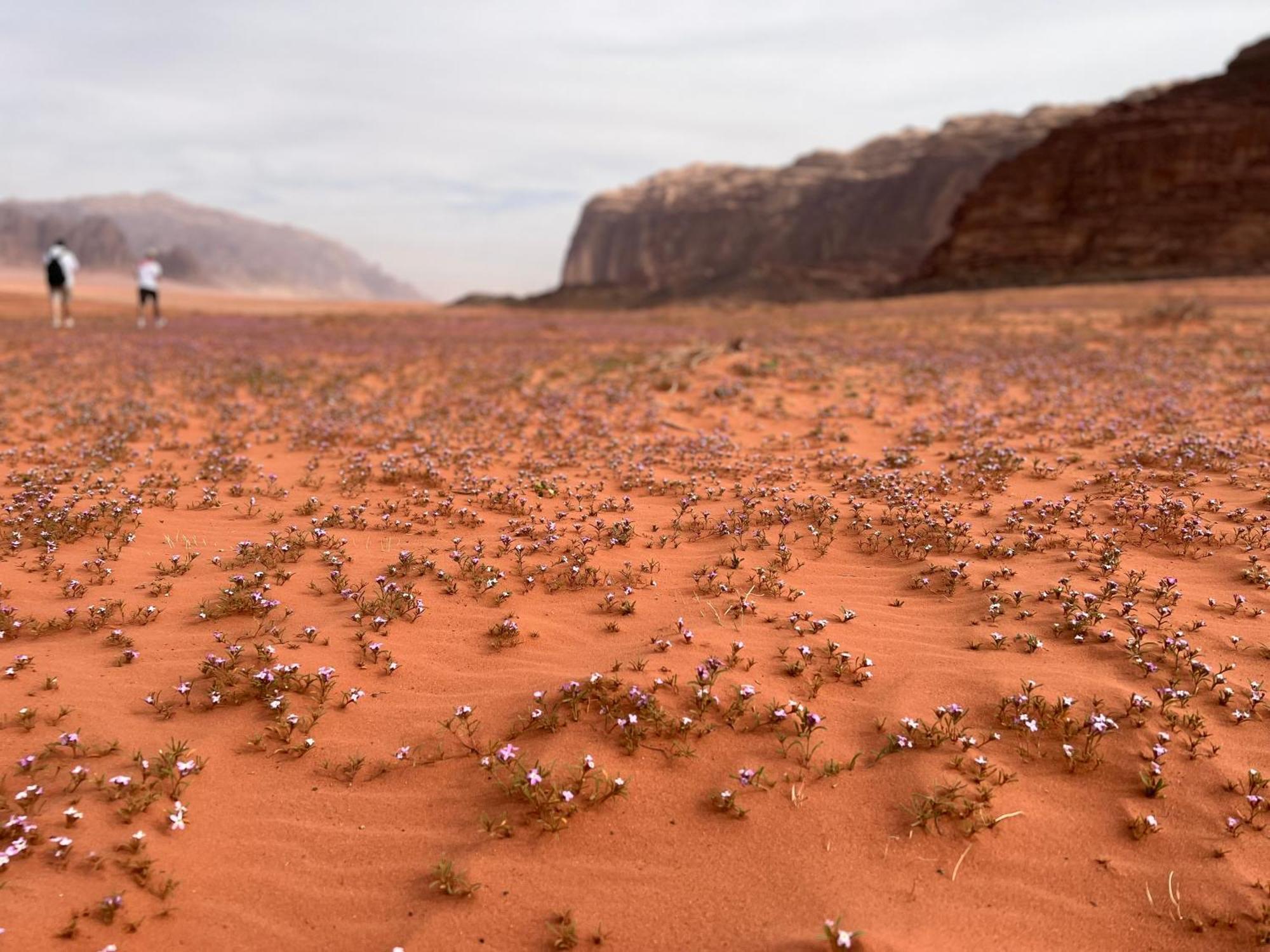 Art Camp Wadi Rum Buitenkant foto